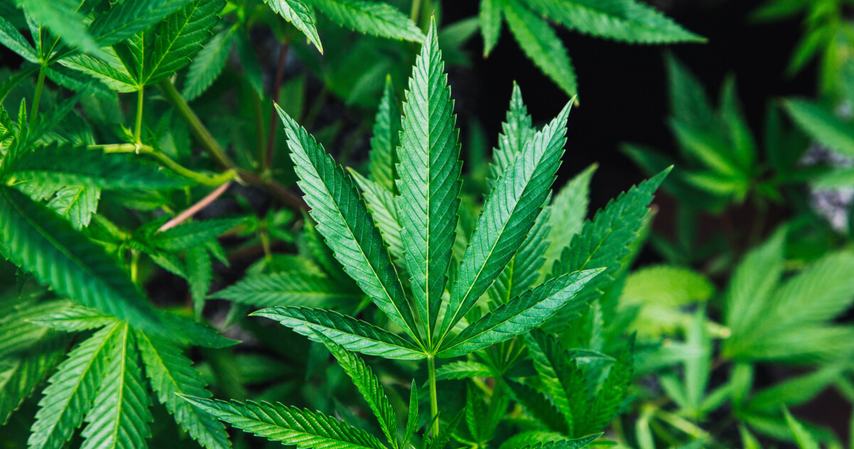 cannabis Leaf