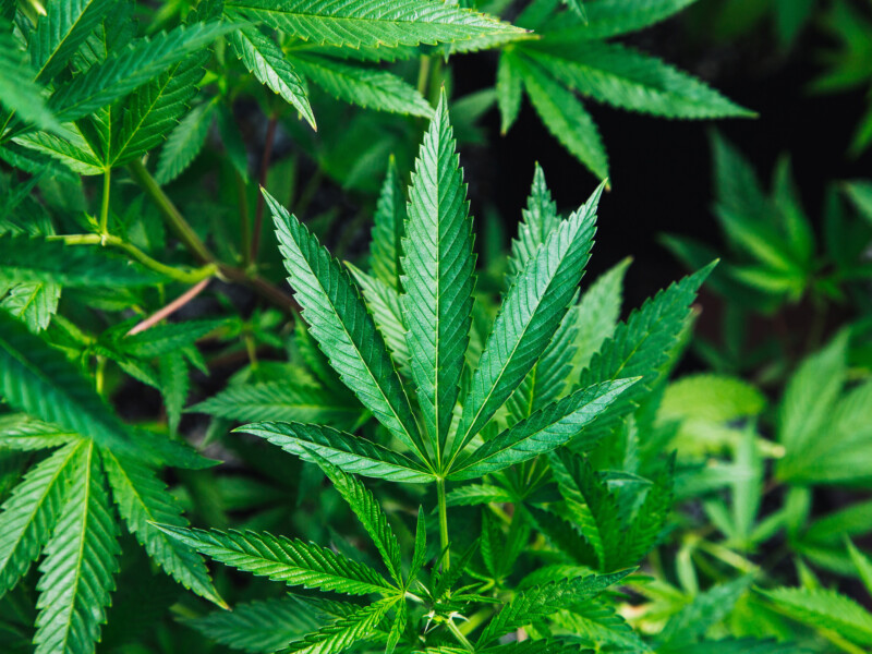 cannabis Leaf