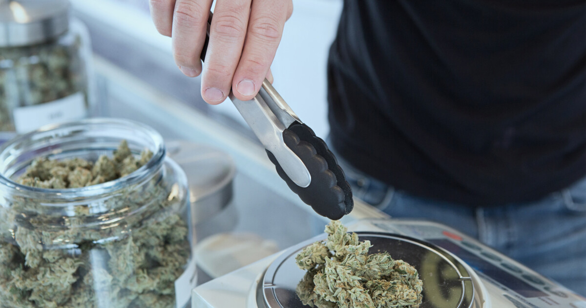 man weighing marijuana buds on scale